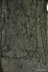 Acer platanoides 'Emerald Queen' — photo 4